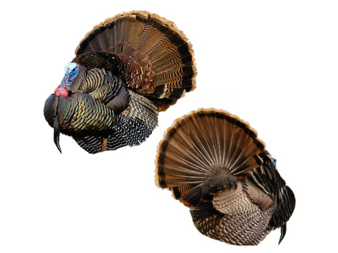 Montana Decoy "Mr. T" HD Turkey Decoy